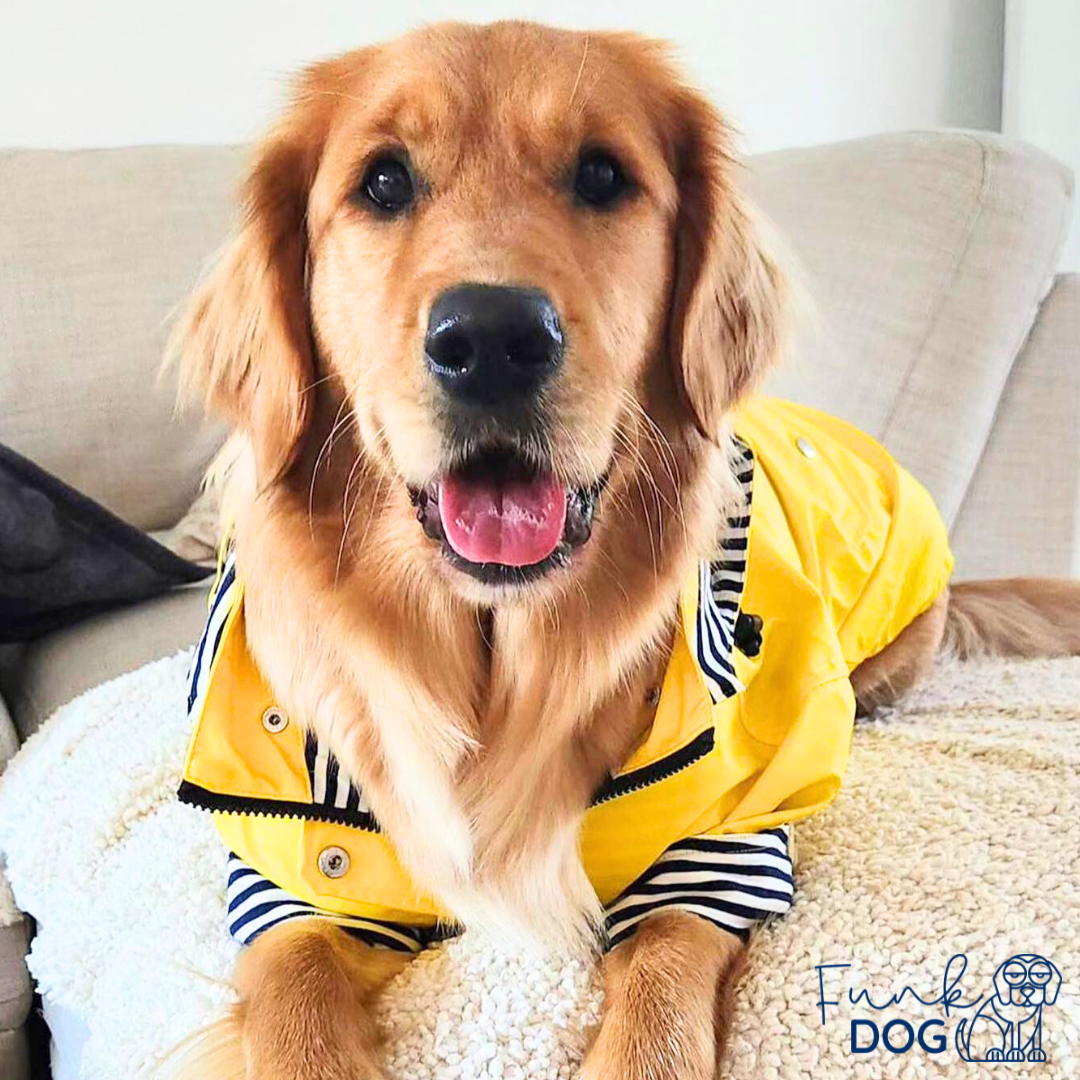 Golden retriever puppy sales clothes