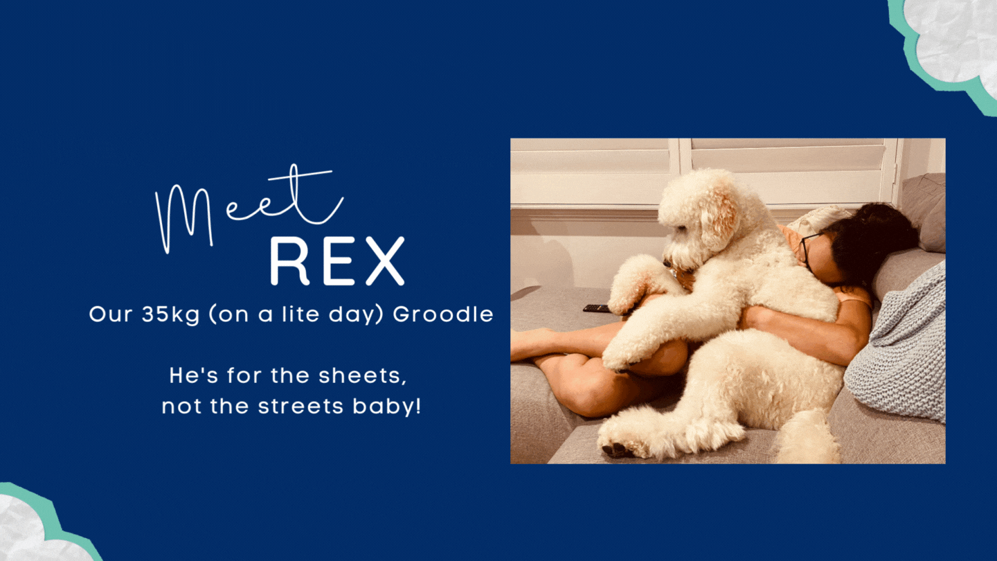 About Us Funk Dog about-us-funk-dog